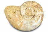 Jurassic Ammonite (Hemilytoceras) Fossil - Madagascar #283458-1